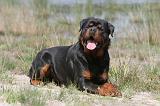 ROTTWEILER 307